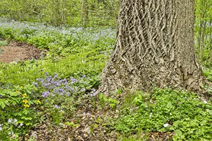 Blossoming Prints: USA, Delaware, Hockessin. Tree trunk with groundcover