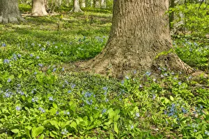 Images Dated 3rd May 2018: USA, Delaware, Hockessin. Tree trunk surrounded by groundcover