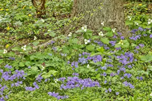 Blossoming Prints: USA, Delaware, Hockessin. Tree trunk surrounded by groundcover