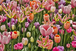 Stem Prints: USA, Delaware, Hockessin. Tulips