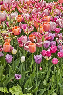 Images Dated 4th May 2018: USA, Delaware, Hockessin. Tulips