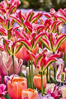 Images Dated 4th May 2018: USA, Delaware, Hockessin. Tulips