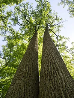 Old Growth Prints: USA, Delaware. Looking up at old growth trees in a park