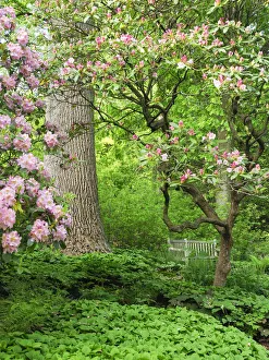 USA, Delaware. Rhododendrons and trees in a park setting