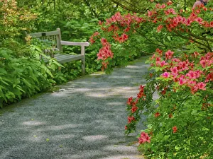 USA, Delaware. Walkway in a garden with azaleas and a park bench