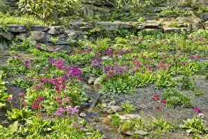 Images Dated 3rd May 2018: USA, Delaware, Wilmington. Brook running between rocks and flowers