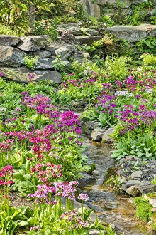 Brook Prints: USA, Delaware, Wilmington. Brook running between rocks and flowers