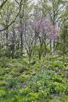 Sweet Prints: USA, Delaware, Wilmington. Flowering dogwood among bluebells