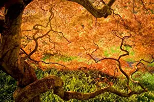 Wilmington Prints: USA, Delaware, Wilmington. Japanese maple trees in Winterthur Gardens. Credit as