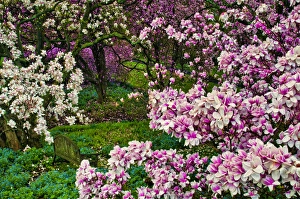 Images Dated 24th April 2011: USA, Delaware, Wilmington, Quarry Garden. Flower-covered trees in garden. Credit as