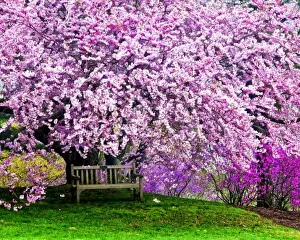 Cherry Blossom Prints: USA, Delaware, Wilmington. Wooden bench under cherry blossom tree in Winterthur Gardens