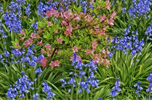 Images Dated 21st April 2012: USA, Delaware, Winterthur Gardens. Blooming azaleas and bluebells