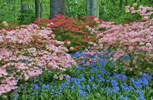 Images Dated 21st April 2012: USA, Delaware, Winterthur Gardens. Blooming azalea and bluebell flowers in forest