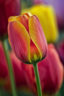 Images Dated 7th April 2012: USA, Delaware, Winterthur Gardens. Close-up of tulips