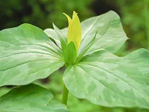 USA, Delaware. A Yellow trillium, Trillium erectum, T. luteum, growing in a wildflower garden