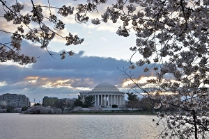 Cherry Blossom Prints: USA, District of Columbia. Jefferson Memorial at Cherry Blossom Time