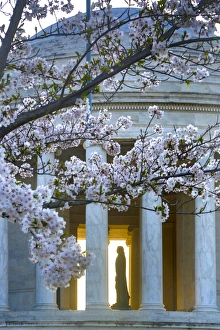 Cherry Blossom Prints: USA, District of Columbia, Washingon, Statue of Thomas Jefferson in the Jefferson