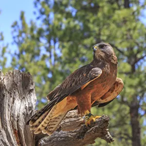 Images Dated 6th June 2017: USA, Eastern Oregon, Bend, Raptors of the Desert Sky. High Desert Museum