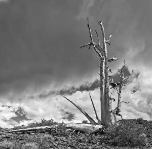White Mountain Prints: USA, Eastern Sierra, White Mountains, bristlecone pines
