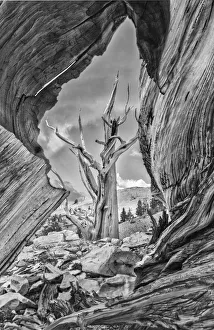 USA, Eastern Sierra, White Mountains, bristlecone pines