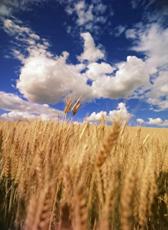 Cereal Prints: USA, Eastern Washington, Palouse Area, View of wheat field