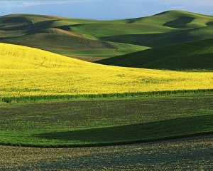 Charles Gurche Prints: USA, Eastern Washington, Whitman County, Palouse, Canola and Fields