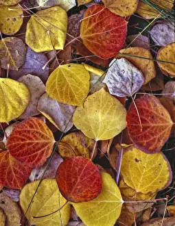 Images Dated 14th September 2015: USA Fall Leaves Oxbow JunctionTetons National Park