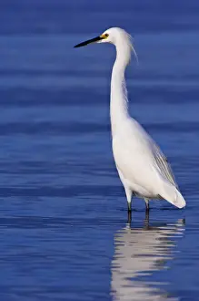 Graceful Prints: USA, FL, Ft. Myers Beach, Snowy Egret (Egretta thula)