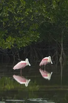 Platalea Ajaja Prints: USA, FL, Sanibel, Roseate Spoonbills (Platalea ajaja)
