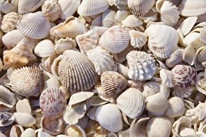 Images Dated 9th February 2010: USA, FL, Sanibel, Seashells Washed up on Beach
