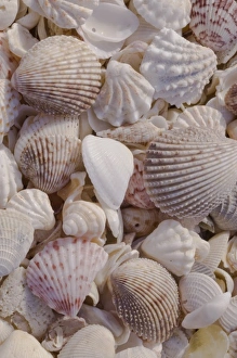 Sanibel Prints: USA, FL, Sanibel, Seashells Washed up on Beach