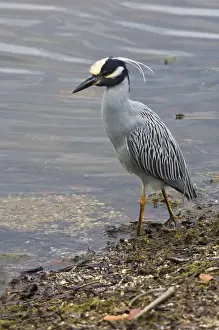 Sanibel Prints: USA, FL, Sanibel, Yellow-Crowned Night Heron (Nycticorax violaceus)