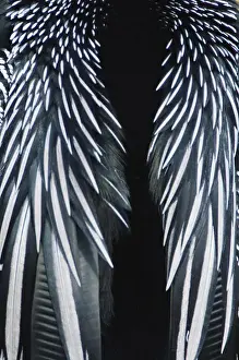 Anhinga Prints: USA, Floirda, Everglades NP, Anhinga Feather Detail (Anhinga anhinga)