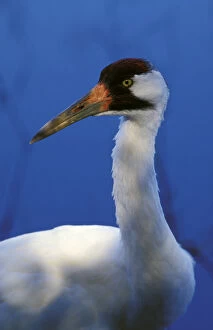 USA, Florida. Adult Whooping Crane (Grus americana)