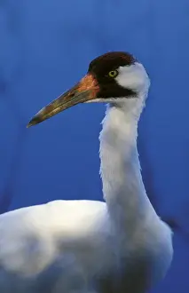 USA, Florida. Adult Whooping Crane (Grus americana)