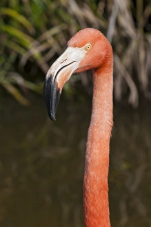 Images Dated 1st June 2011: USA, Florida. American Flamingo (Phoenicopterus ruber) Gatorland Orlando, Florida