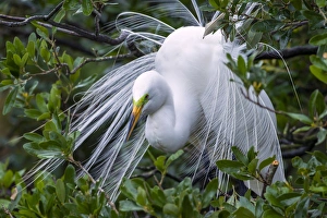 Images Dated 22nd April 2013: USA, Florida, Anastasia Island, Alligator Farm. Great egret in breeding plumage. Credit as
