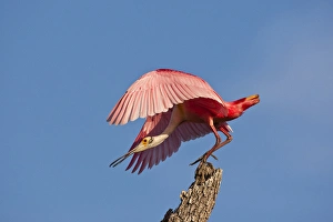 Stump Prints: USA, Florida, Anastasia Island. Roseate spoonbill taking off