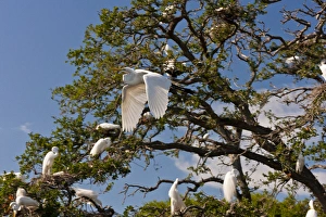 Nesting Prints: USA, Florida, Anastasia Island. Great egret flying past egret tree rookery. Credit as