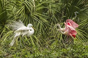 Images Dated 24th July 2019: USA, Florida, Anastasia Island, Alligator Farm. Great egret