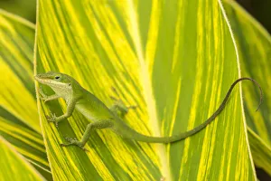 Images Dated 24th July 2019: USA, Florida, Anastasia Island, Alligator Farm. Green anole on leaf
