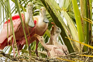 Images Dated 12th May 2020: USA, Florida, Anastasia Island, Alligator Farm. Roseate spoonbill chick