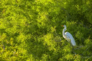 Egret Prints: USA, Florida, Anastasia Island. Great egret in tree foliage