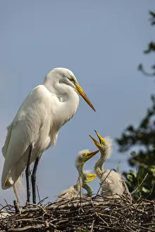 Images Dated 5th December 2020: USA, Florida, Anastasia Island. Great egret parent feeding chicks on nest