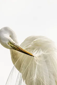 Images Dated 24th July 2019: USA, Florida, Anastasia Island, Alligator Farm. Great egret preening his breeding plumage