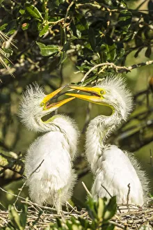 Images Dated 12th May 2020: USA, Florida, Anastasia Island, Alligator Farm. Great egret chicks on nest