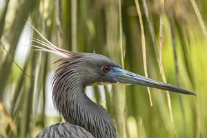 Images Dated 24th July 2019: USA, Florida, Anastasia Island, Alligator Farm. Tri-colored heron in breeding plumage