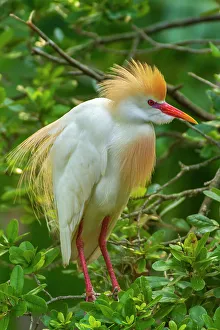 Plumage Prints: USA, Florida, Anastasia Island. Cattle egret in breeding plumage