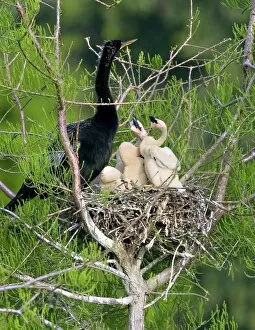 USA, Florida. Anhinga parent and chicks in nest