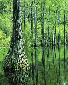 Apalachicola Prints: USA, Florida, Apalachicola National Forest, Bald Cypress